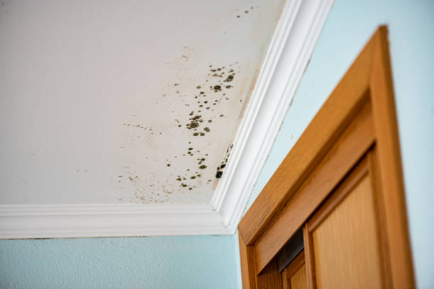 Best Black Mold Removal  in Ontario, OH